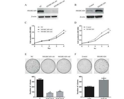 囊胚级别「5分钟告诉你养囊胚胎的级别有几种」~代生孩子宝宝