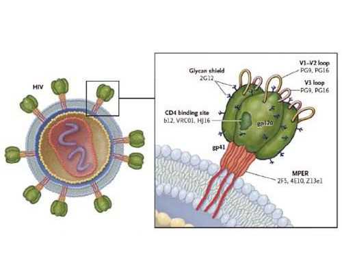 郑州代生孩子网站 郑州市做试管婴儿的成功率有多少? ‘做彩超时怎么看男女’