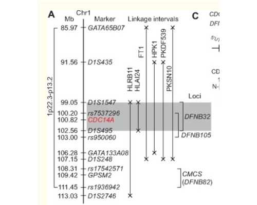 郑州借卵做试管合法吗 第一名:郑州大学第一附属医院 ‘怀孕初期症状看男女’