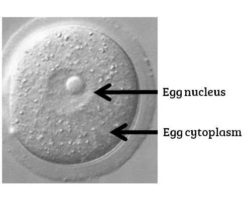 2026
郑州供卵助孕机构排名公布附郑州最大的供卵机构详情_供卵专业中心