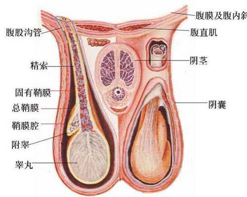 2026
郑州供卵助孕机构排名公布附郑州最大的供卵机构详情-要找代怀公司